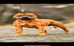 Staffordshire Bull Terrier dogs for sale: Amazing True To Type Staffordshire bull terriers  - Image 12