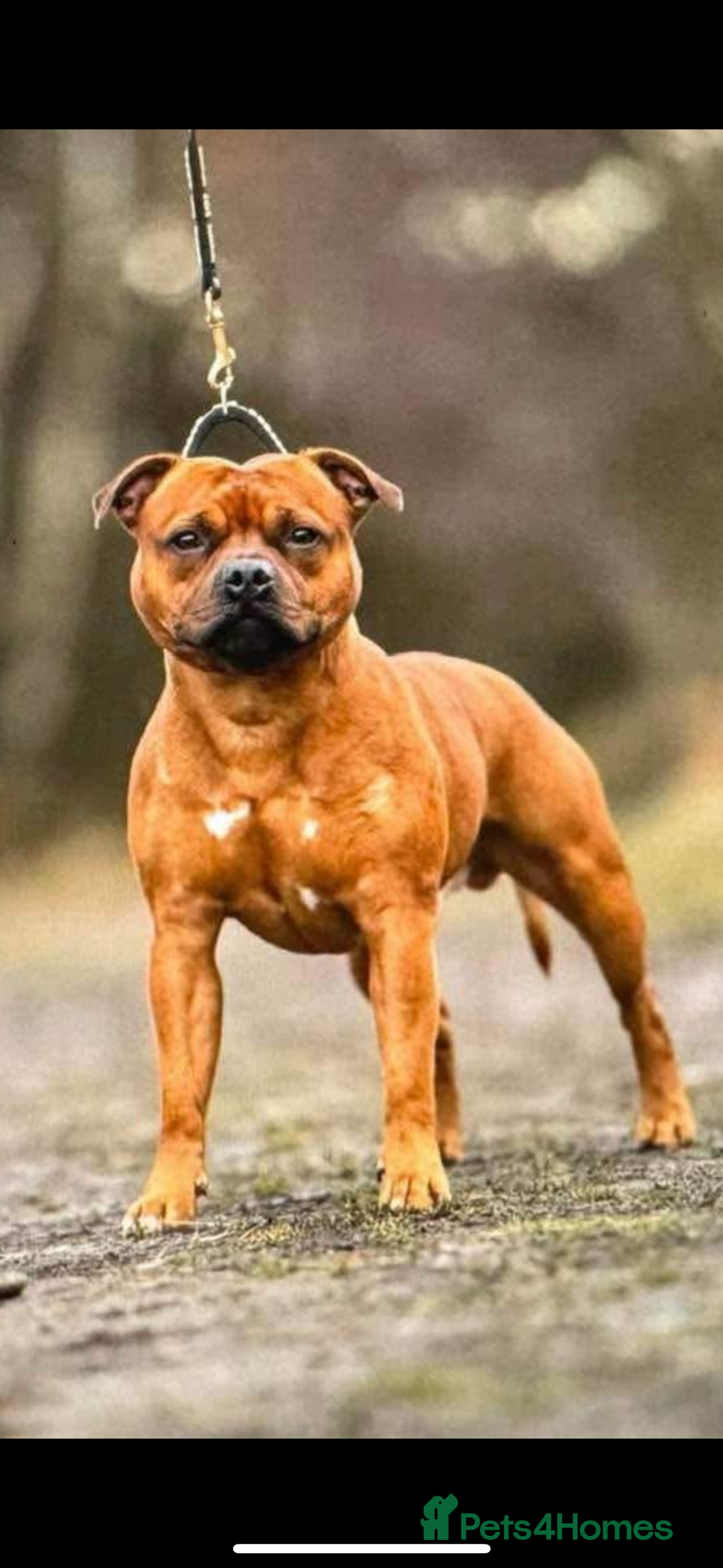 Staffordshire Bull Terrier dogs for sale: Amazing True To Type Staffordshire bull terriers  - Image 12