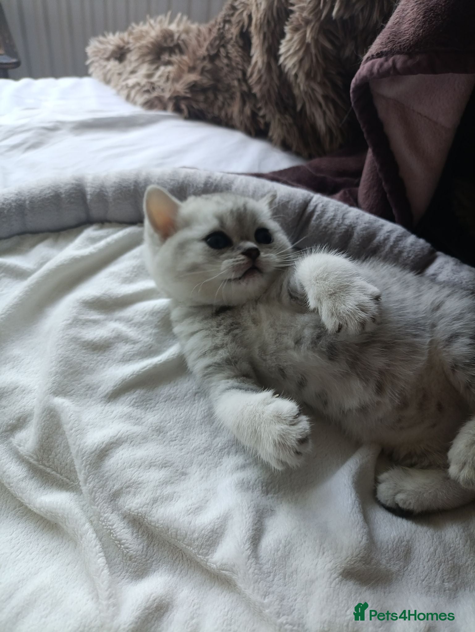British Shorthair cats British Shorthair kittens. - Advert 1