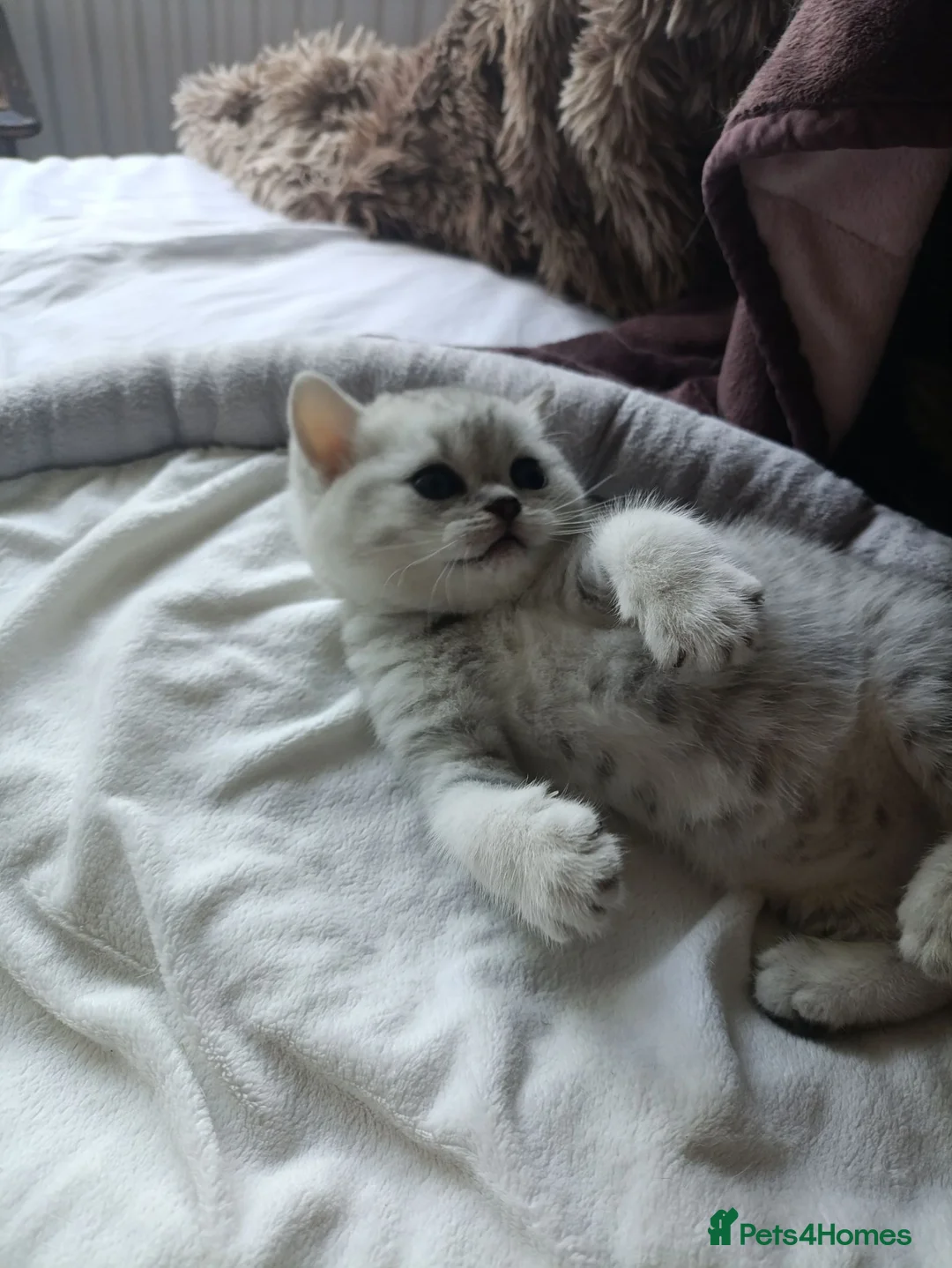 British Shorthair cats for sale: British Shorthair kittens. - Advert 1