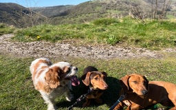 Dachshund dogs for sale: Dachshund Pups need new home - Image 11