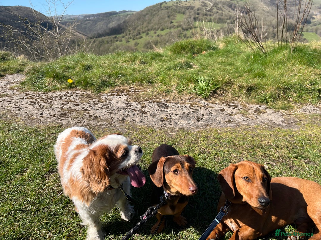 Dachshund dogs for sale: Dachshund Pups need new home - Image 11