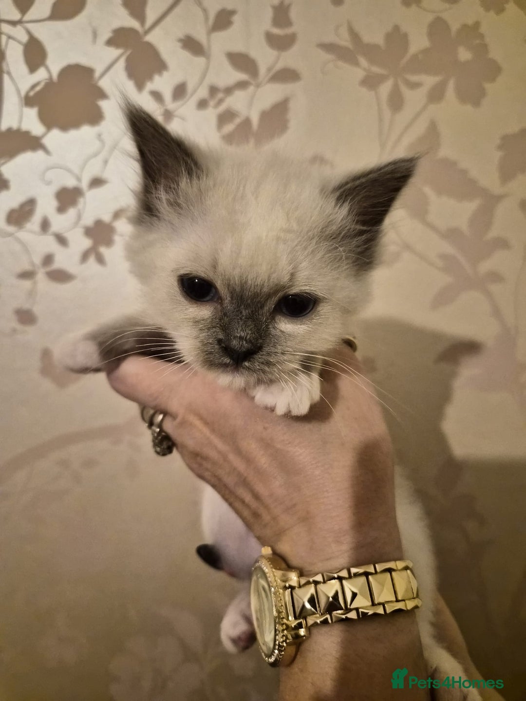 Ragdoll cats for sale: Beautiful purebreed Ragdoll kittens - Advert 24