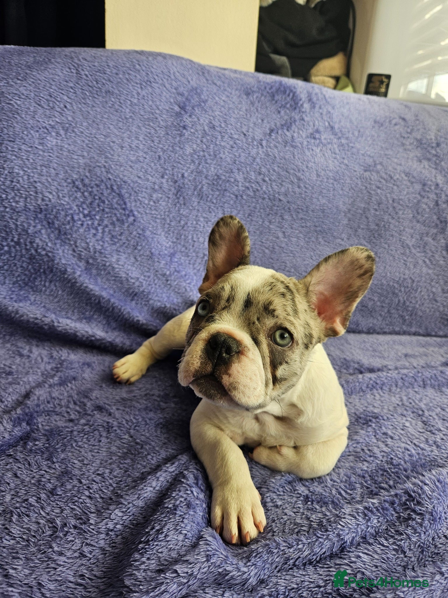 French Bulldog dogs French Bulldog Puppies for rehome - Advert 1