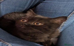 British Shorthair cats for sale:  Ready now. British shorthair kittens  - Image 6