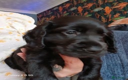 Cocker Spaniel dogs for sale:  Cocker spaniel puppies  - Image 12