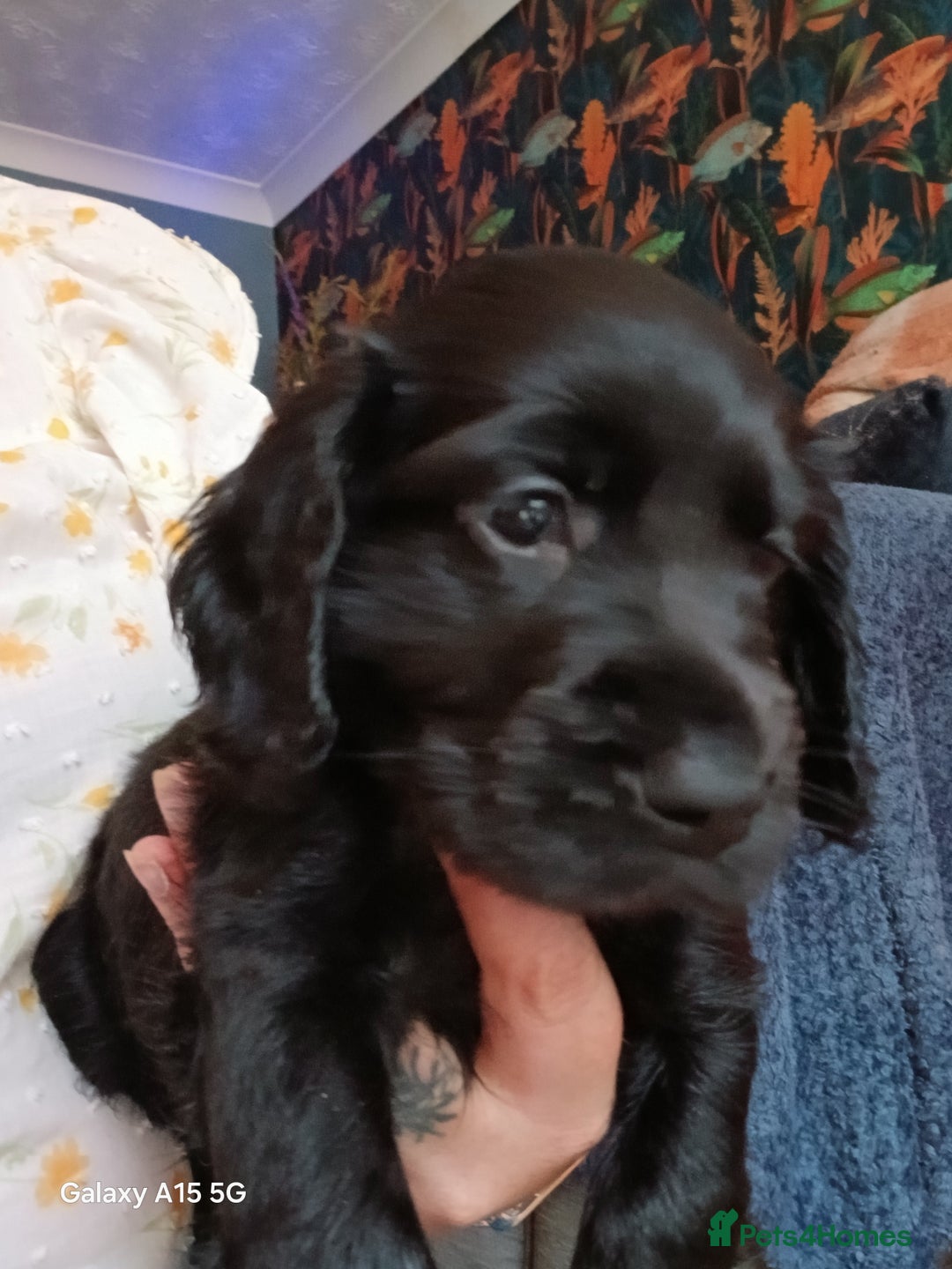 Cocker Spaniel dogs for sale:  Cocker spaniel puppies  - Image 12