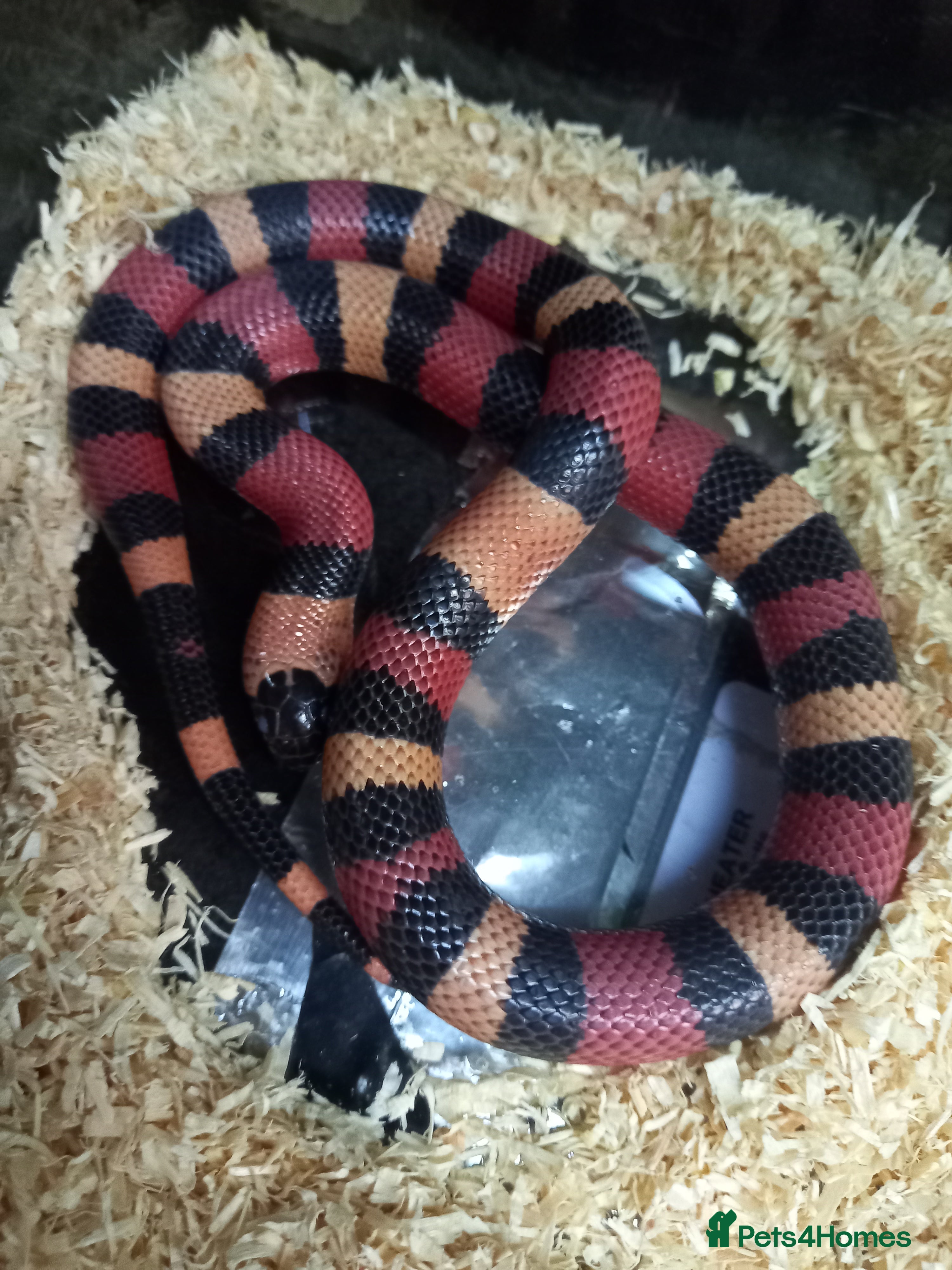 Milk Snake reptiles Baby milksnakes  - Advert 5