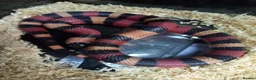 Milk Snake reptiles for sale: Baby milksnakes  - Advert 2