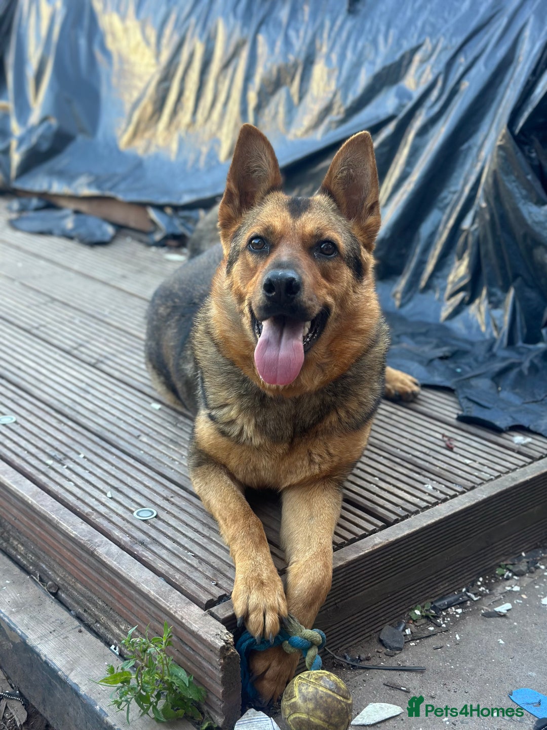 Mixed Breed dogs for sale: 2 year old mixed German Shepard  - Advert 4