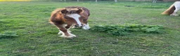 Miniature horses for sale: mini cob boys - Advert 3