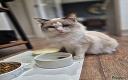 Ragdoll cats for sale: Beautiful 5 year old Ragdoll - Image 1