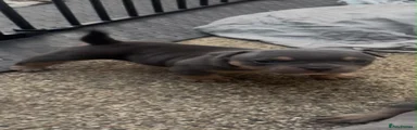 American Bully 3