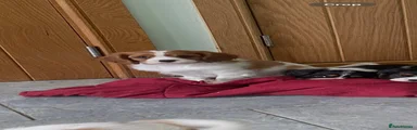 Cavalier King Charles Spaniel 2