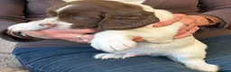 Springador dogs for sale: Meet the Family - Advert 5