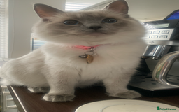 Ragdoll cats for sale: Half breed Ragdoll female kitten available  - Image 21