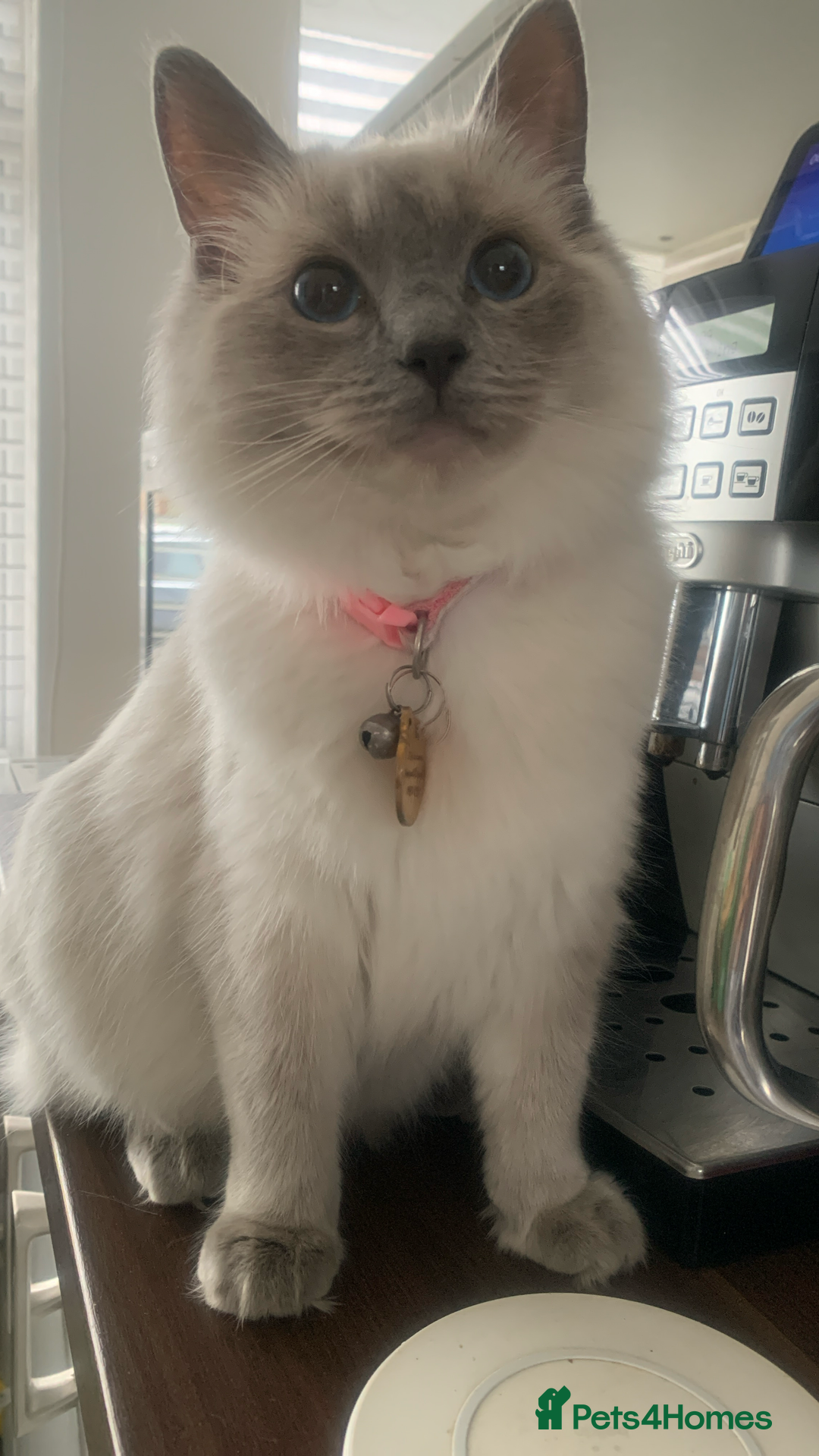 Ragdoll cats for sale: Half breed Ragdoll female kitten available  - Image 21