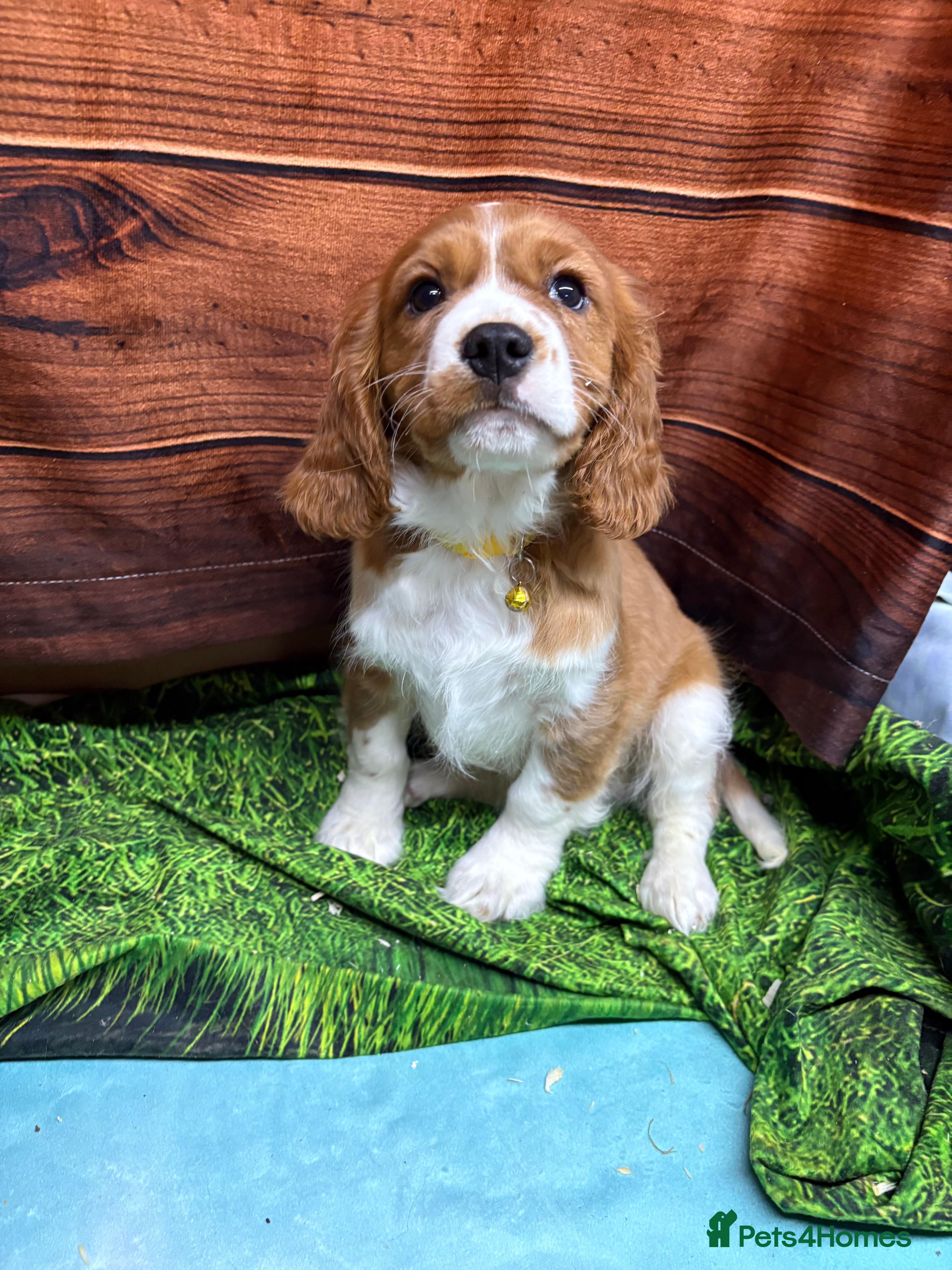 Cavalier King Charles Spaniel dogs Adorable Cavalier King Charles Spaniel Boys - Advert 17