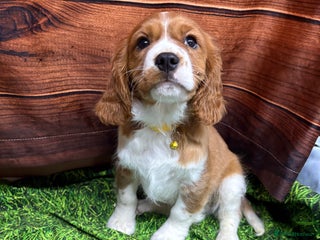 Cavalier King Charles Spaniel dogs Adorable Cavalier King Charles Spaniel Boys - Advert 9