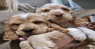 Cocker Spaniel dogs Show Type KC Reg Health Tested Cocker Spaniels - Advert 4