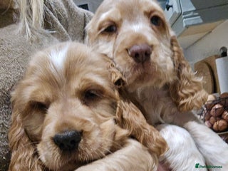 Cocker Spaniel dogs Show Type KC Reg Health Tested Cocker Spaniels - Advert 4