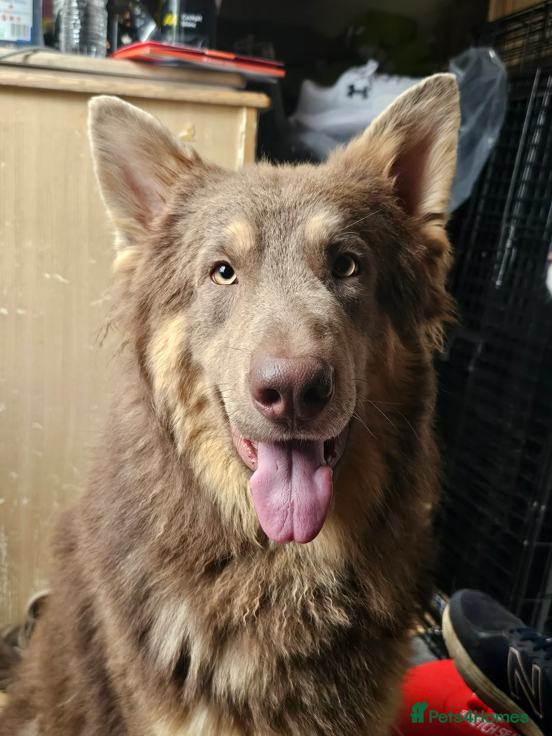 German Shepherd dogs for stud: KC health tested Isabella for stud  in Bedford - Advert 8