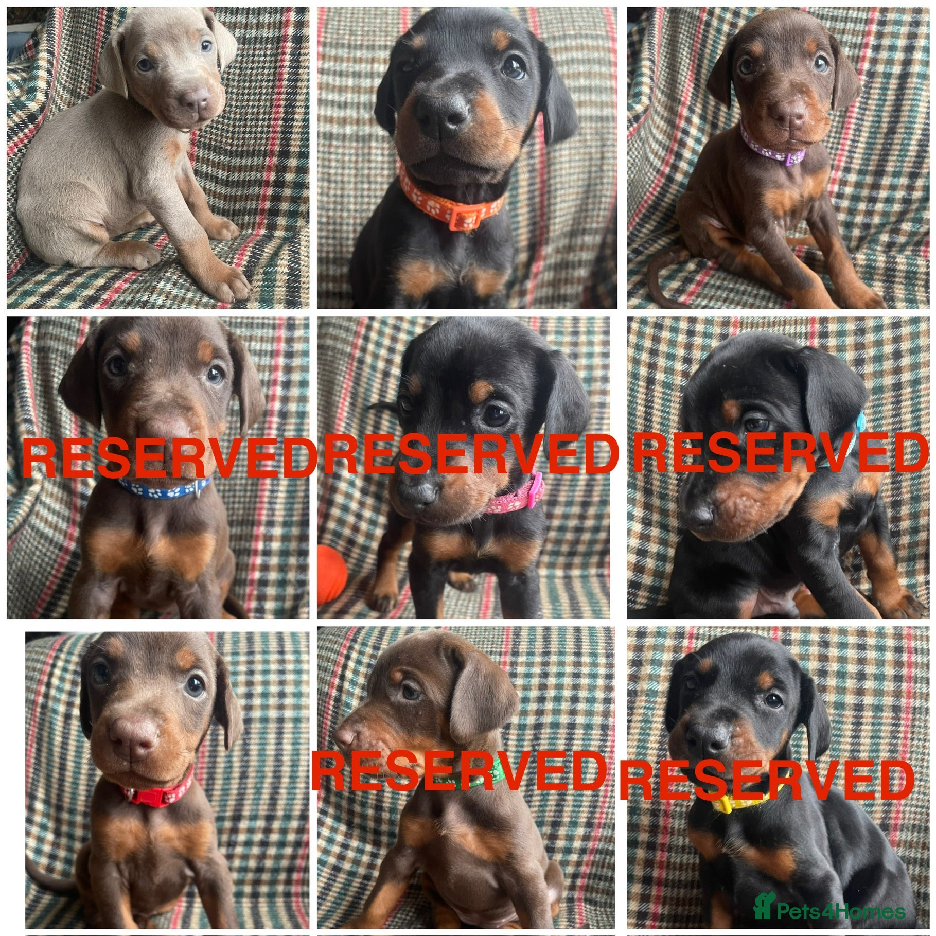 Dobermann dogs dobermann pinscher - Advert 3