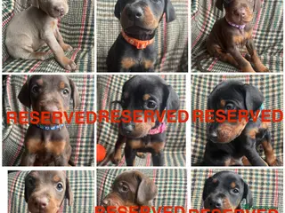 Dobermann dogs dobermann pinscher - Advert 3