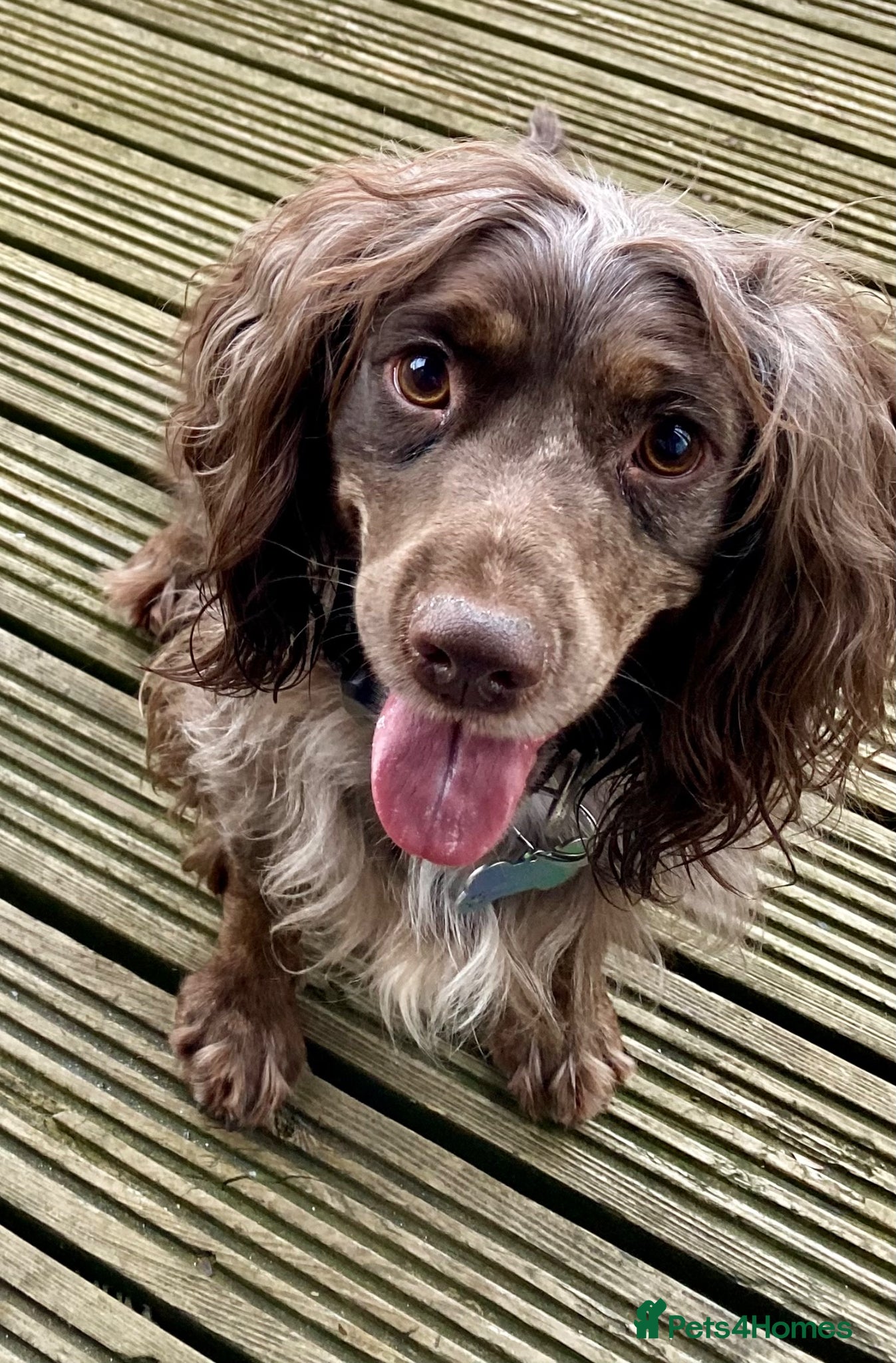 Cocker Spaniel dogs 💜 2 YEAR OLD BEAUTIFUL COCKER GIRL 💜 - Advert 4