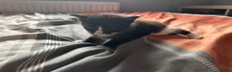 British Shorthair cats for sale: Kittens x4 - Advert 8