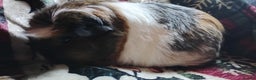 Guinea Pig rodents for sale: Mother and daughter pair of female guinea pigs  - Advert 4