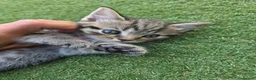 Domestic Shorthair cats for sale: 2 beautiful tabby kittens  - Advert 7