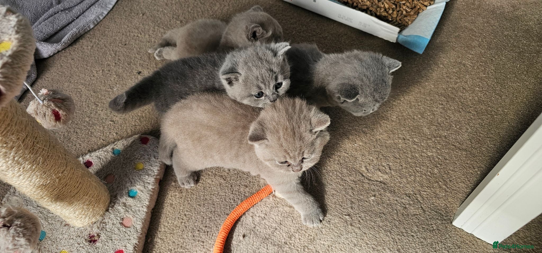 British Shorthair cats GCCF British Shorthair Kittens - Advert 9