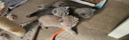 British Shorthair cats for sale: GCCF British Shorthair Kittens - Advert 1
