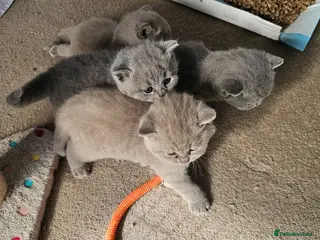 British Shorthair cats GCCF British Shorthair Kittens - Advert 1