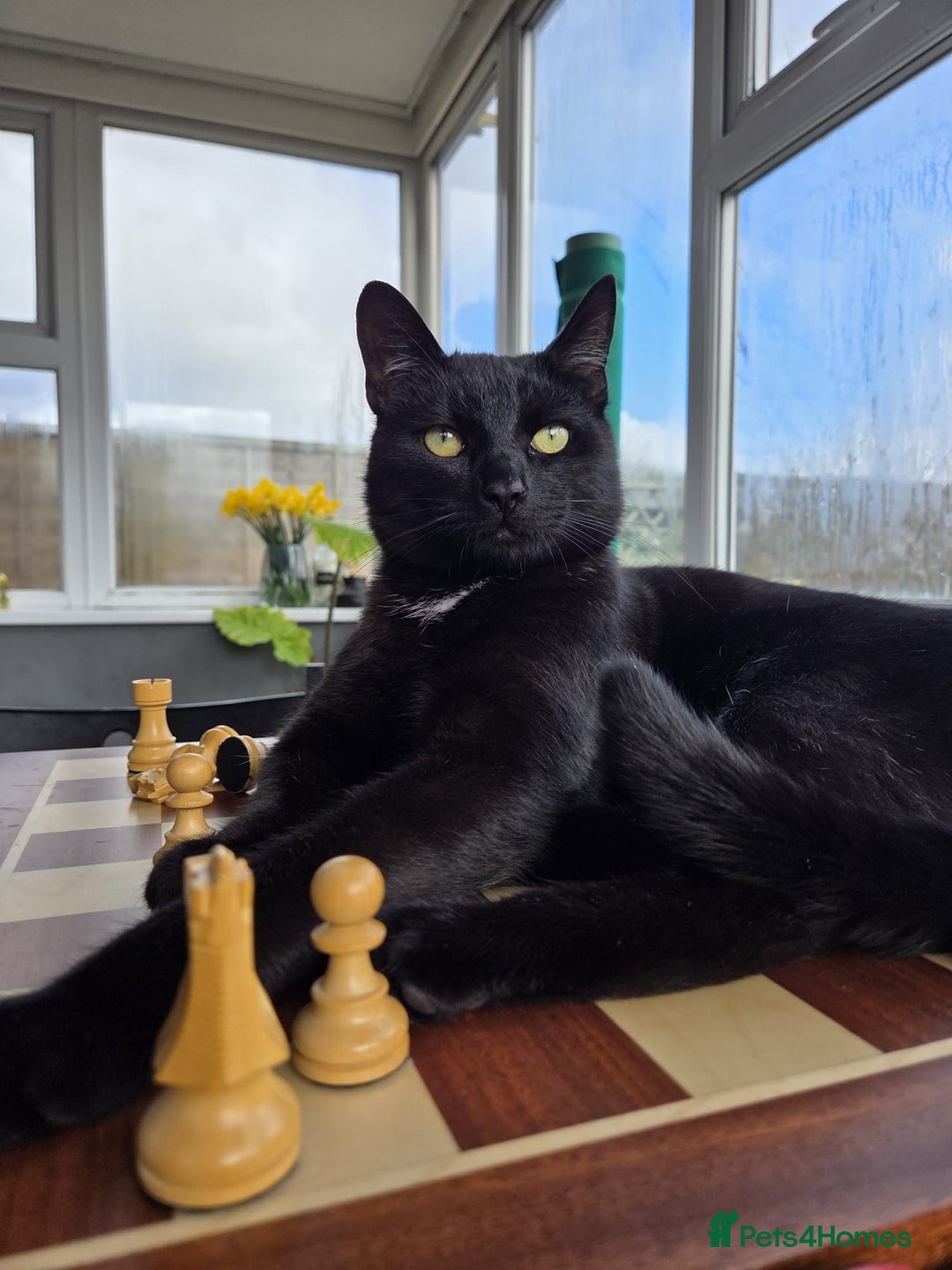 Mixed Breed cats for sale: Steven King - Advert 1