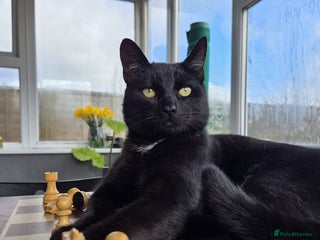 Mixed Breed cats Steven King - Advert 1