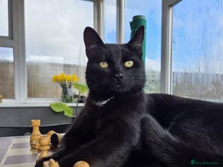 Mixed Breed cats Steven King - Advert 23