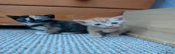 Mixed Breed cats for sale: 5 kittens looking for new homes - Advert 2
