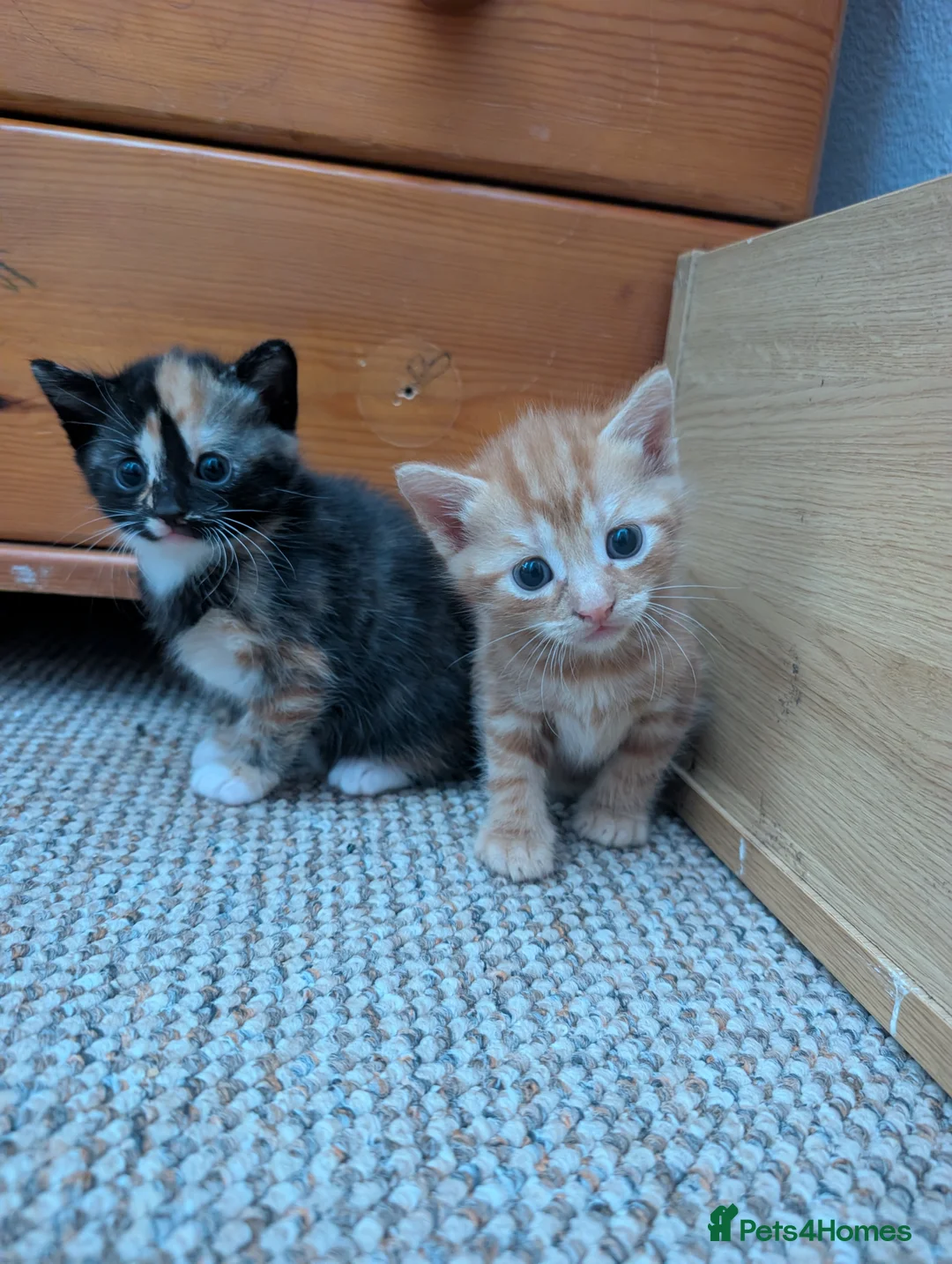 Mixed Breed cats for sale: 5 kittens looking for new homes - Advert 2