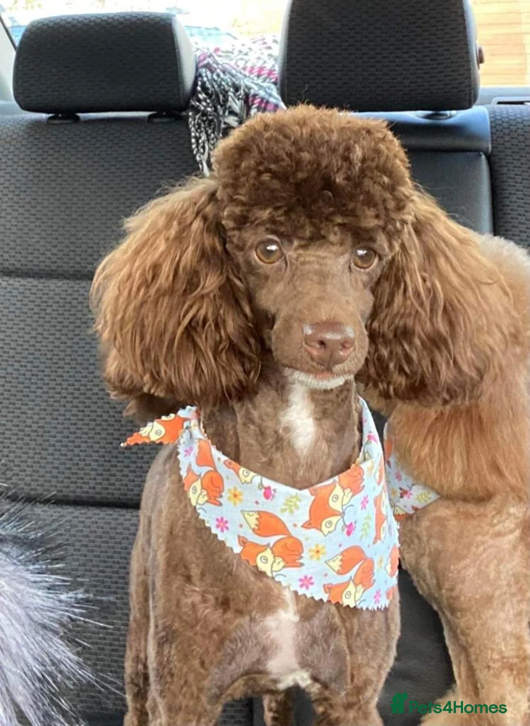 Cockapoo dogs for sale: Cockapoo puppies  in Newport - Advert 13