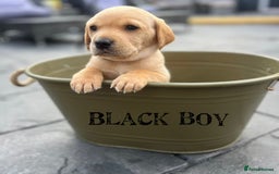 Labrador Retriever dogs for stud: Lovely handsome stud lucerys in Orpington - Image 18