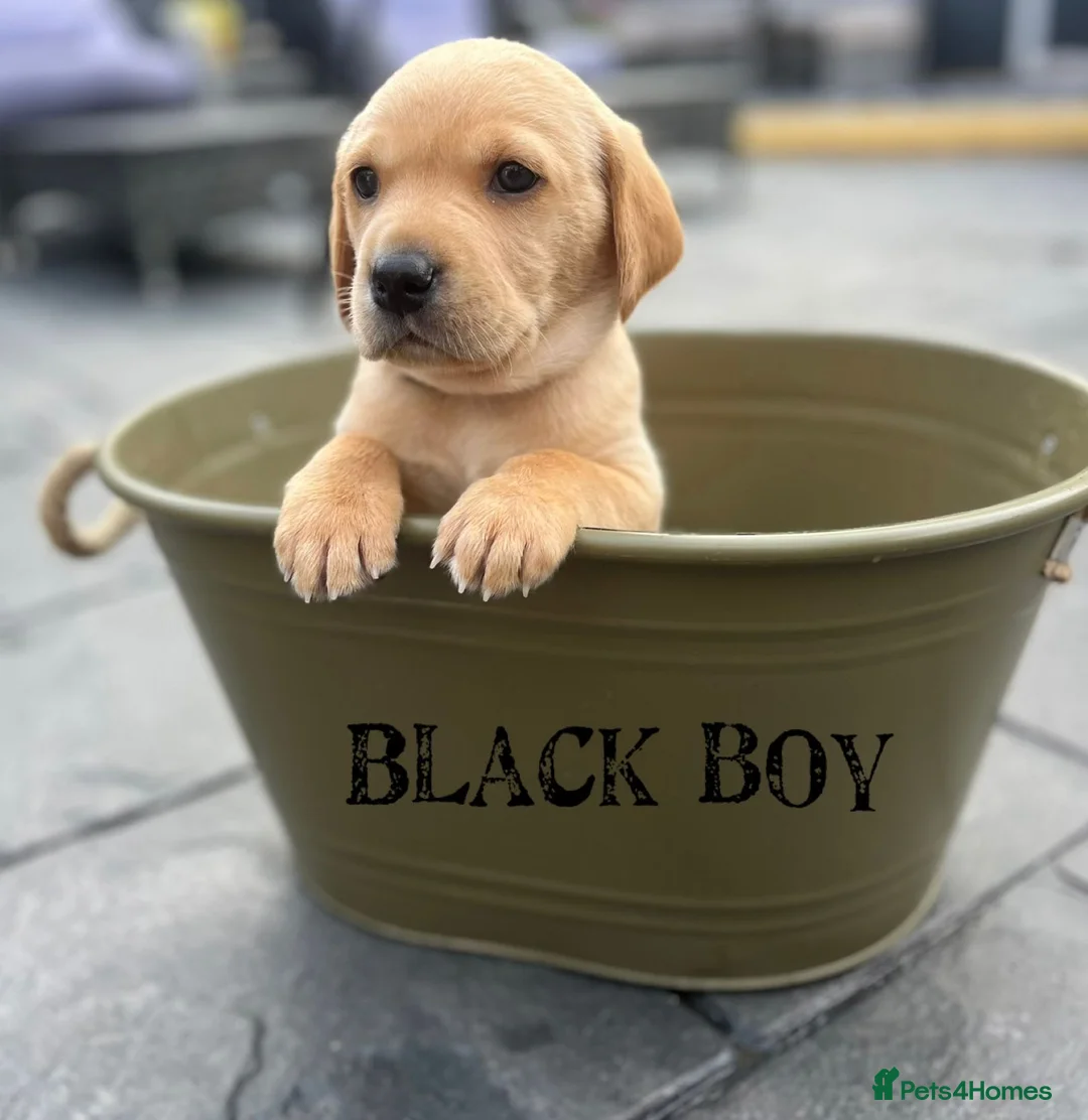 Labrador Retriever dogs for stud: Lucerys Targaryen Lee in Orpington - Advert 18