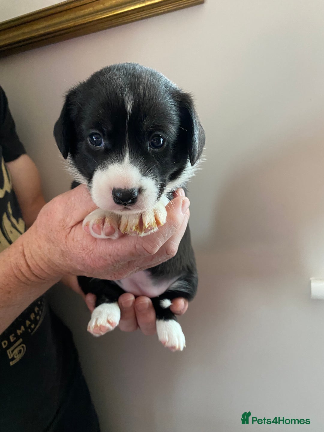 Welsh Corgi Cardigan dogs for sale: WELSH CARDIGAN CORGI BABIES - Advert 4