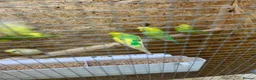 Canaries birds for sale: Birds for sale budgies, canaries ect  - Advert 29