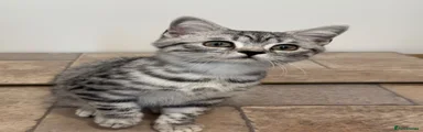 British Shorthair 5