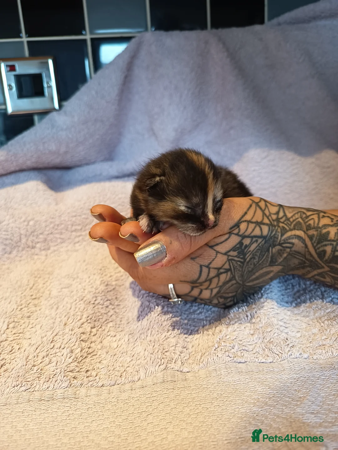British Shorthair cats for sale: New born BLH/BSH in Willenhall - Advert 5
