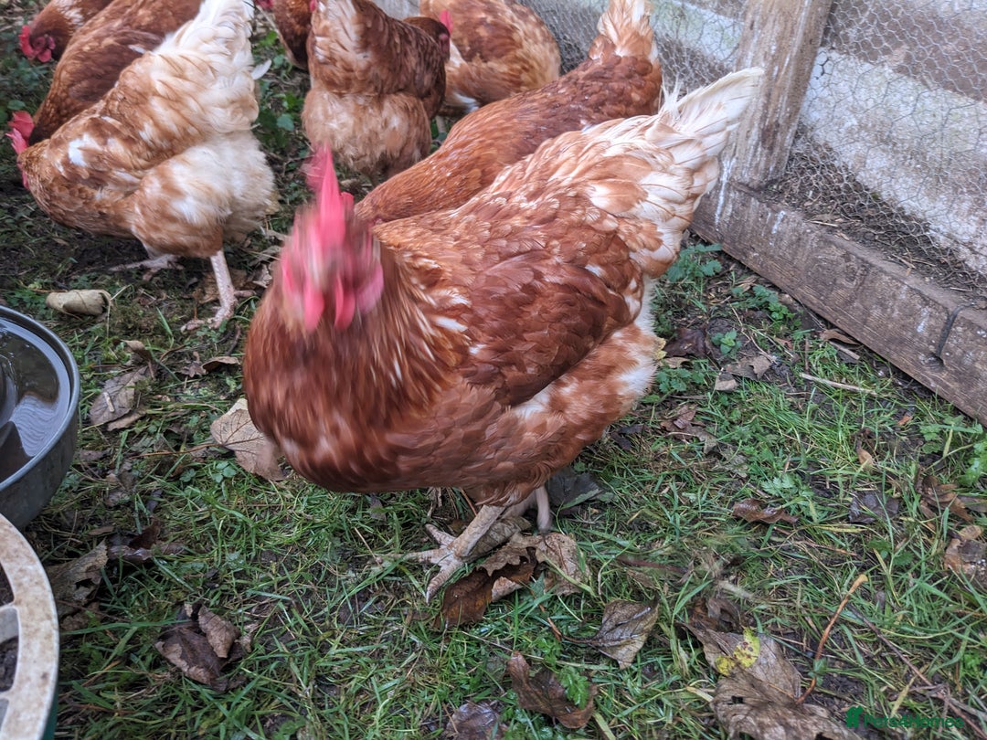 Chickens poultry for sale: Hybrid Laying hens Lohman Browns - Advert 4