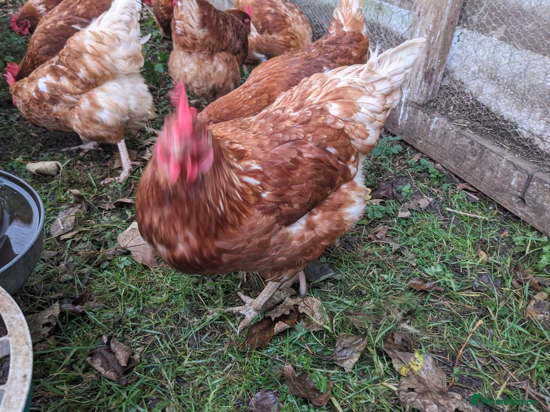 Chickens poultry for sale: Hybrid Laying hens Lohman Browns - Advert 4