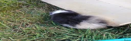 Guinea Pig rodents for sale: Baby boys available  - Advert 9